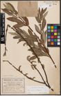Foto von Salix caprea L. x Salix eleagnos Scop.